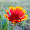 Indian blanket flower
