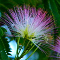 mimosa bloom