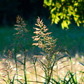 summer grasses