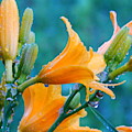 moist day lillies
